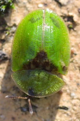 Réf. 315 151 : Cassida sp.